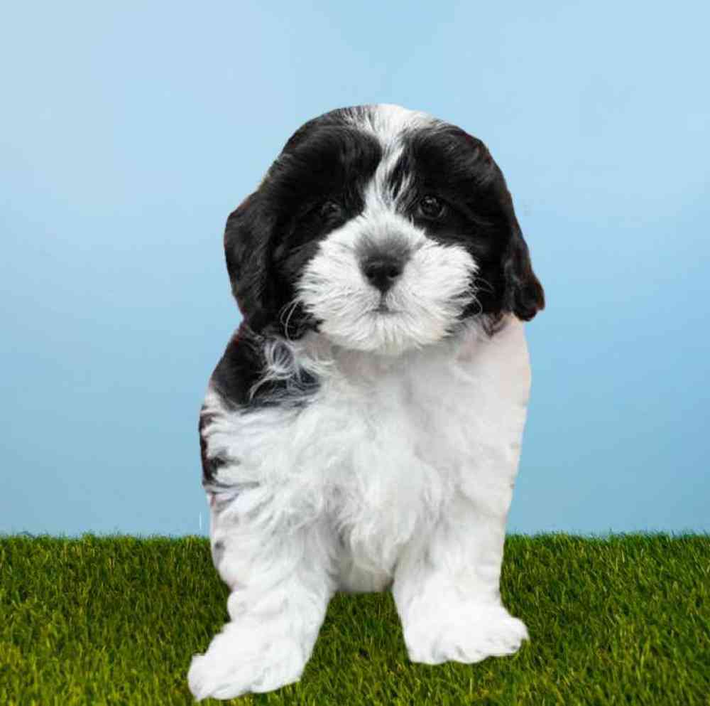 carousel pet images
