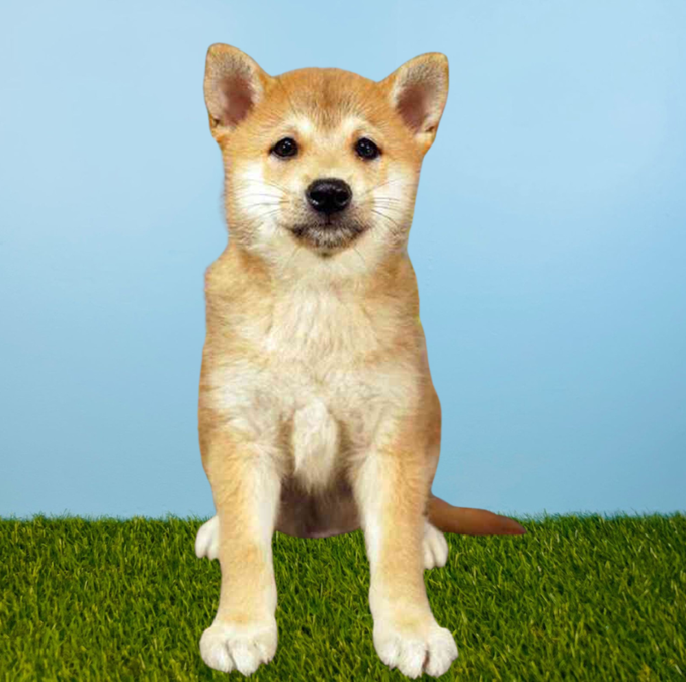 Male Shiba Inu Puppy for Sale in Pasadena, TX