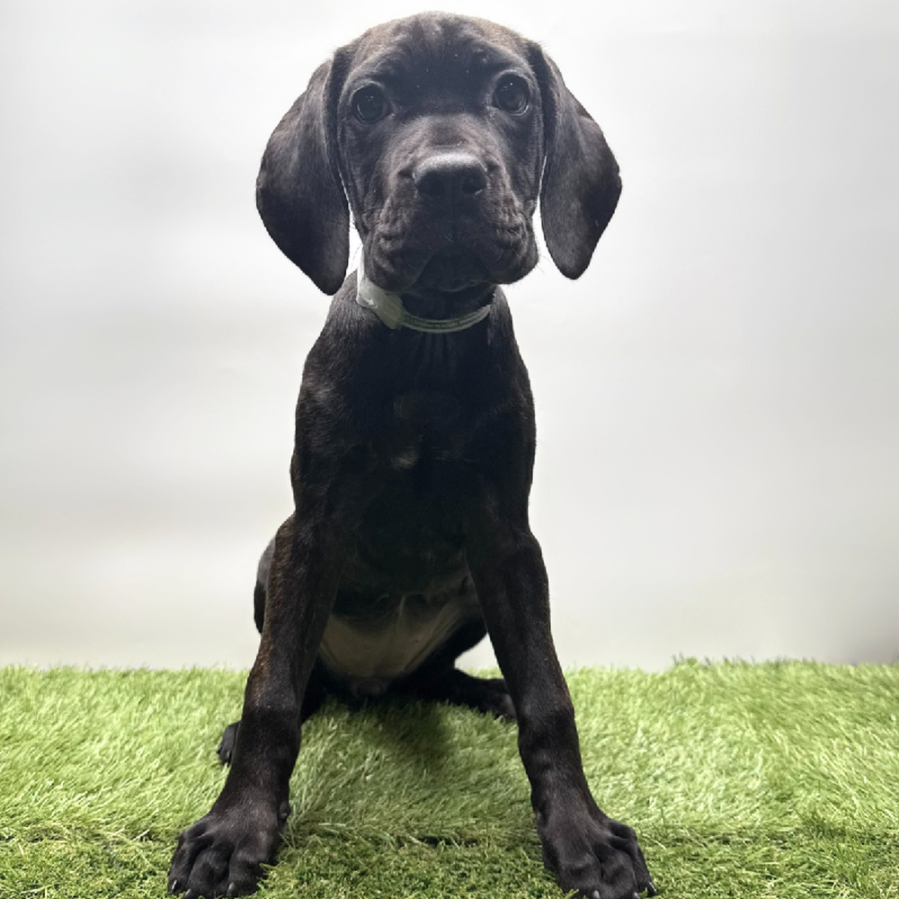 Image of a pet breed in the gallery