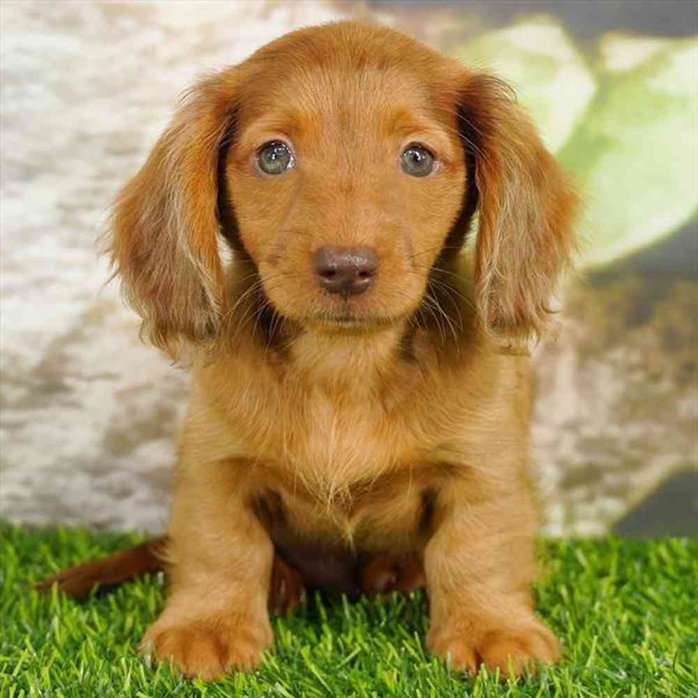 Image of a pet breed in the gallery
