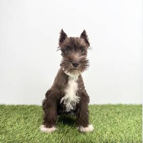 Mini Schnauzer