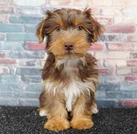 Yorkie
