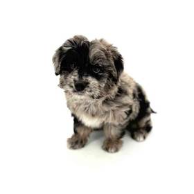Mini Aussiedoodle