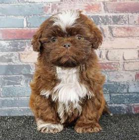 Shih Tzu