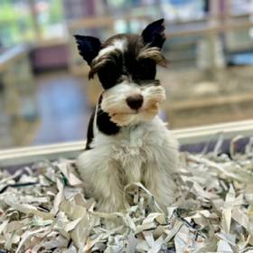 Mini Schnauzer