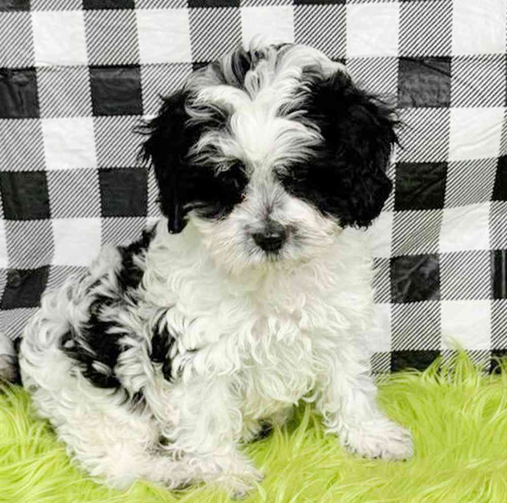 Image of a pet breed in the gallery