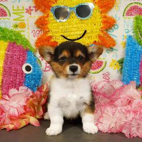 Pembroke Welsh Corgi