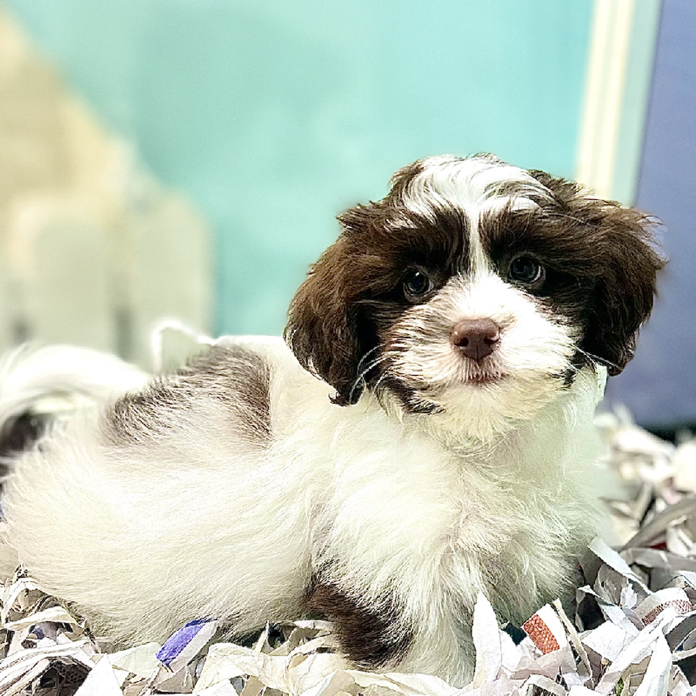carousel pet images