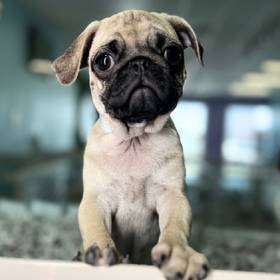 Pug