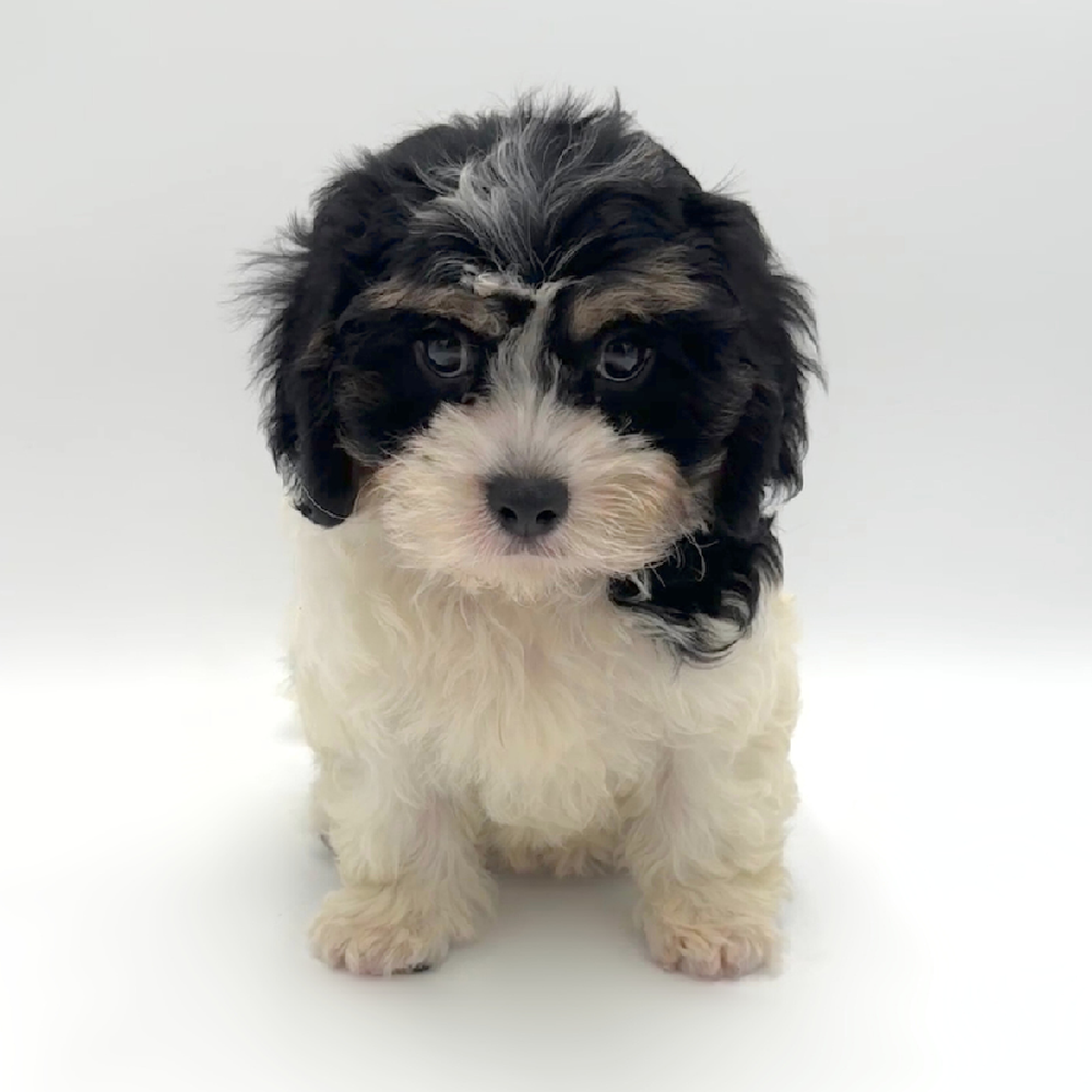 carousel pet images