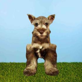 Mini Schnauzer