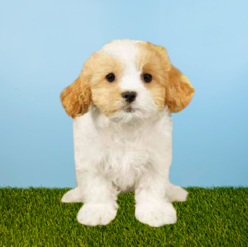 Female Cavachon Puppy for Sale in Pasadena, TX