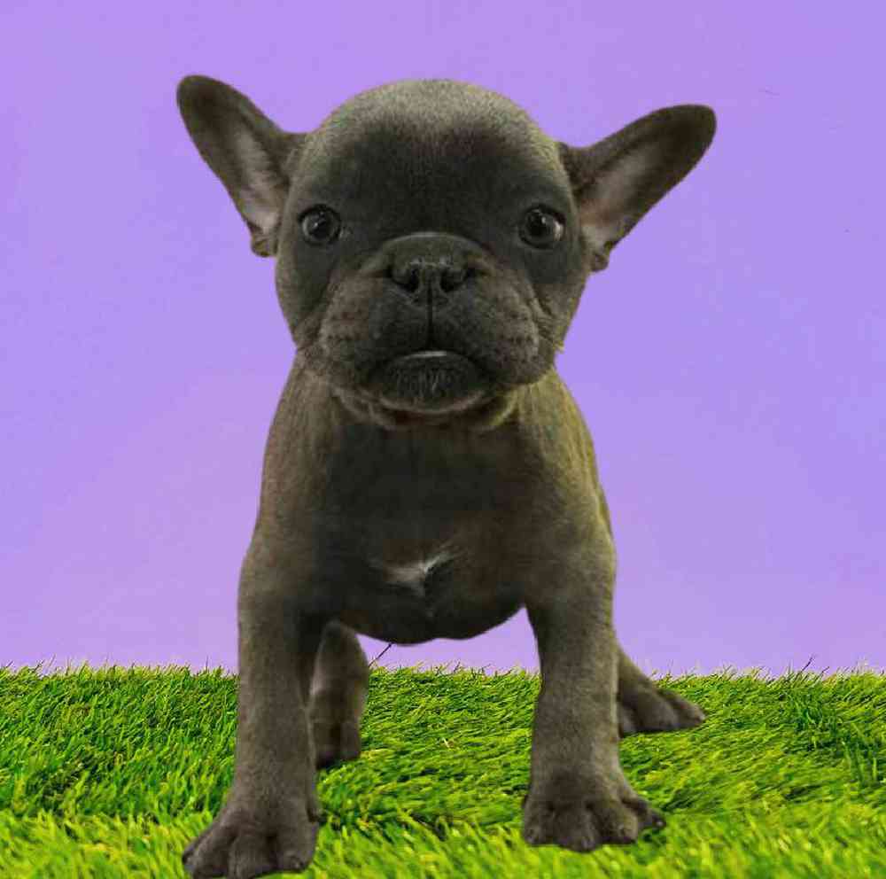 Female French Bulldog Puppy for Sale in Puyallup, WA