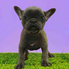 French Bulldog