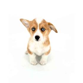 Pembroke Welsh Corgi