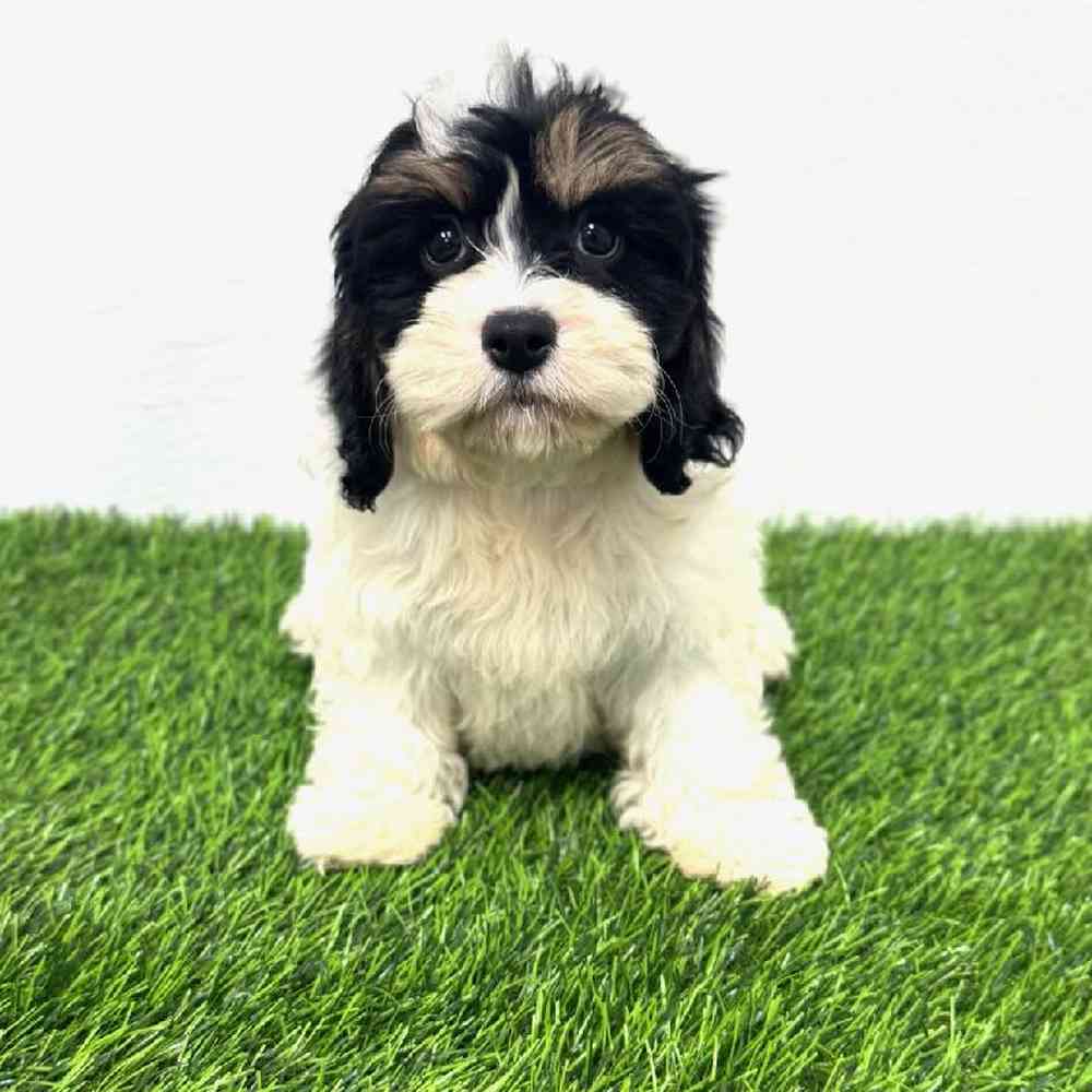 carousel pet images