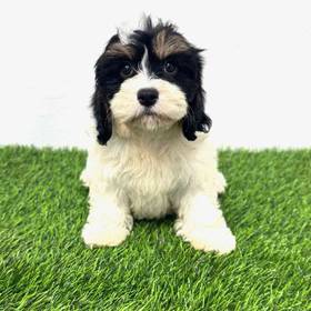 Cavachon