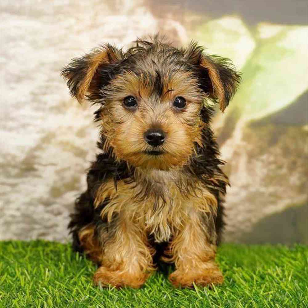 Image of a pet breed in the gallery
