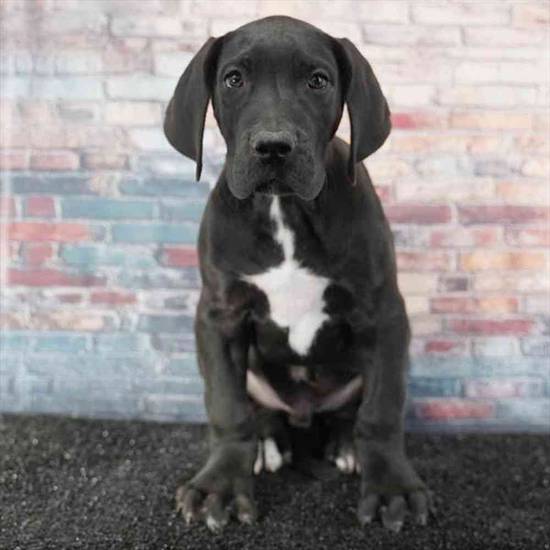 Great Dane