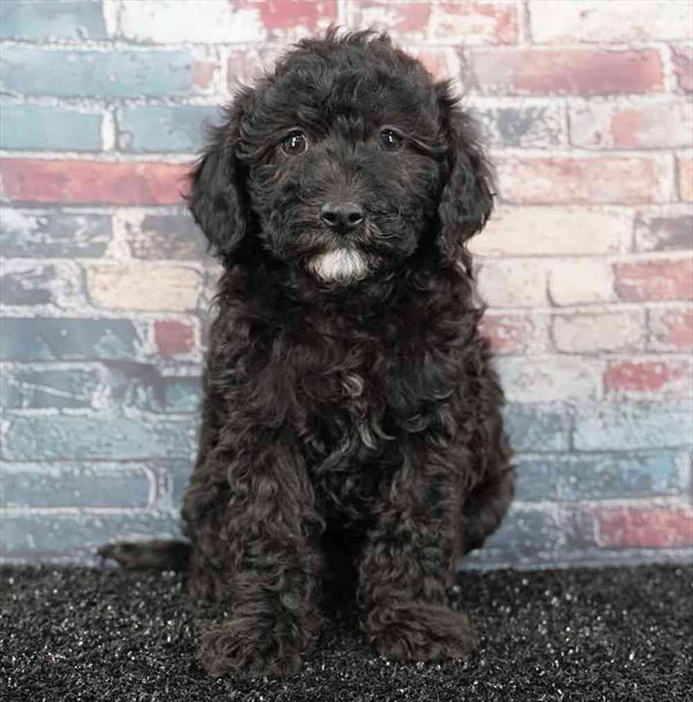 Image of a pet breed in the gallery