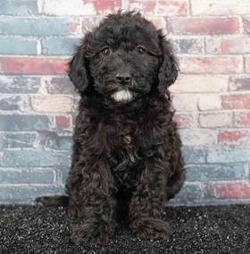 Cavapoo