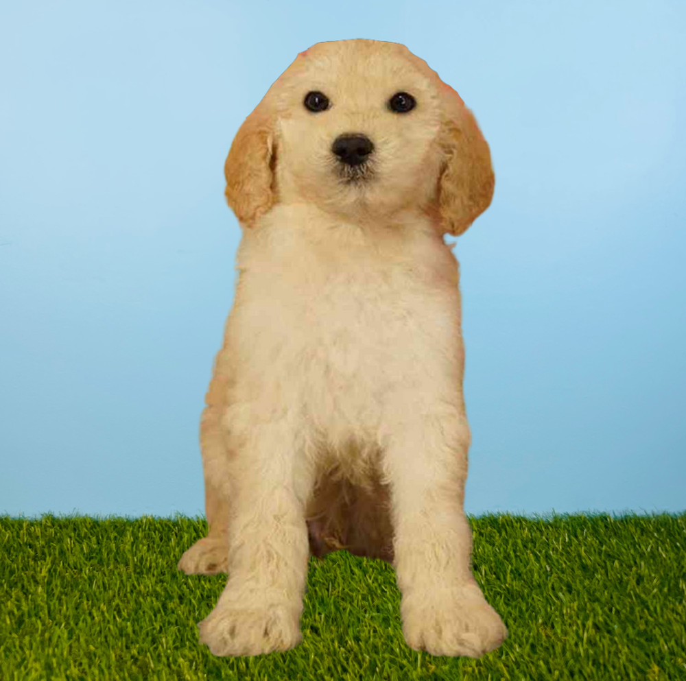 Male 2nd Gen Standard Goldendoodle Puppy for Sale in Tolleson, AZ