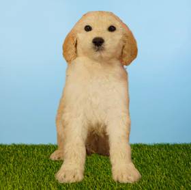 2nd Gen Standard Goldendoodle