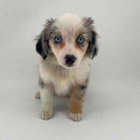 Mini Australian Shepherd