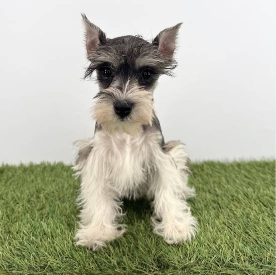 Mini Schnauzer