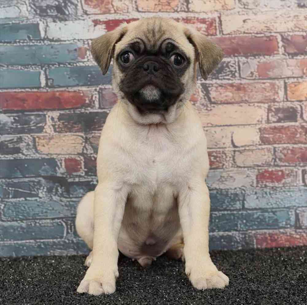 Image of a pet breed in the gallery
