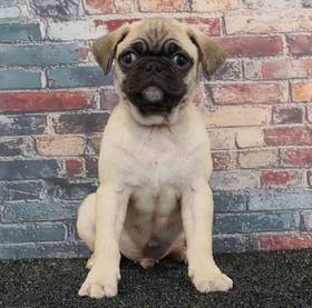 Pug