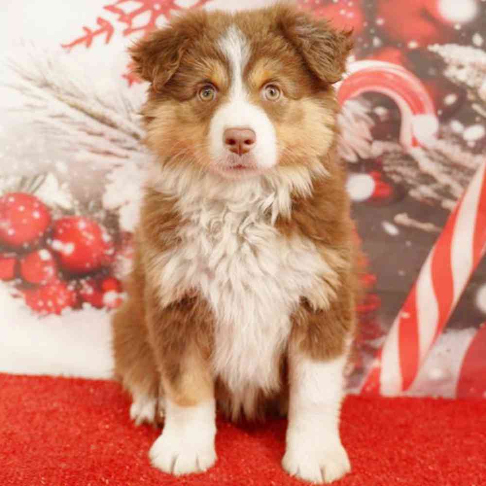 Image of a pet breed in the gallery