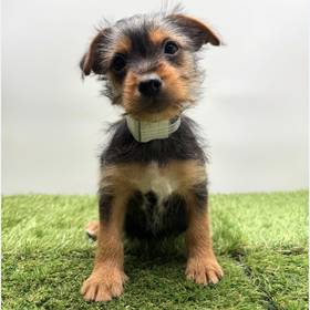 Silky Terrier