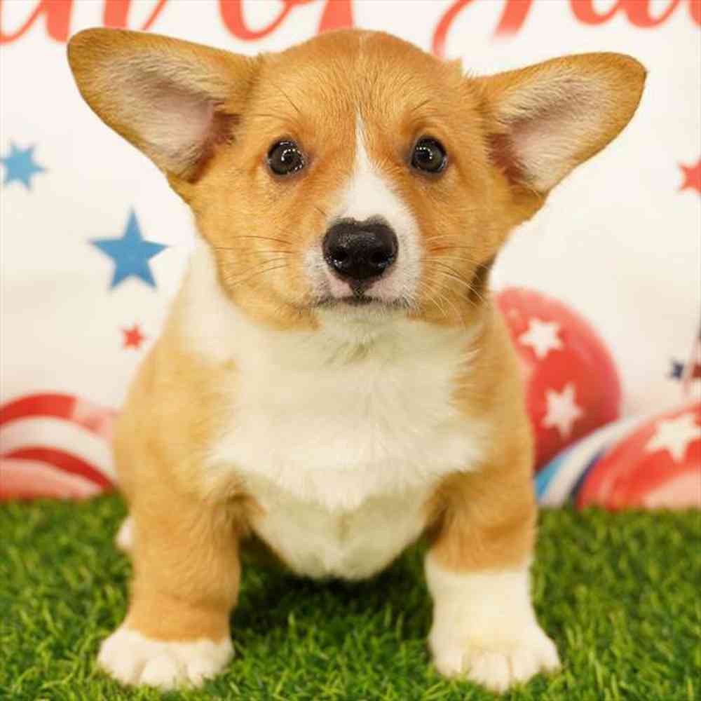 Image of a pet breed in the gallery