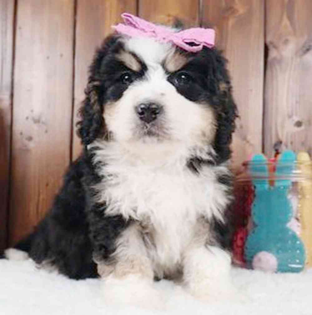 Image of a pet breed in the gallery
