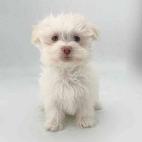 Maltese