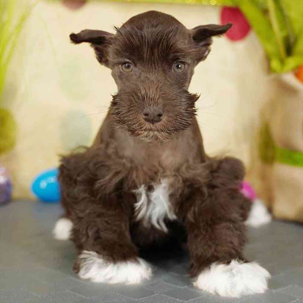 pet breed image