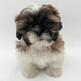 Shih Tzu