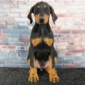 Doberman Pinscher
