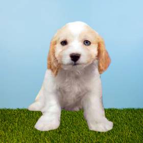 Cavachon