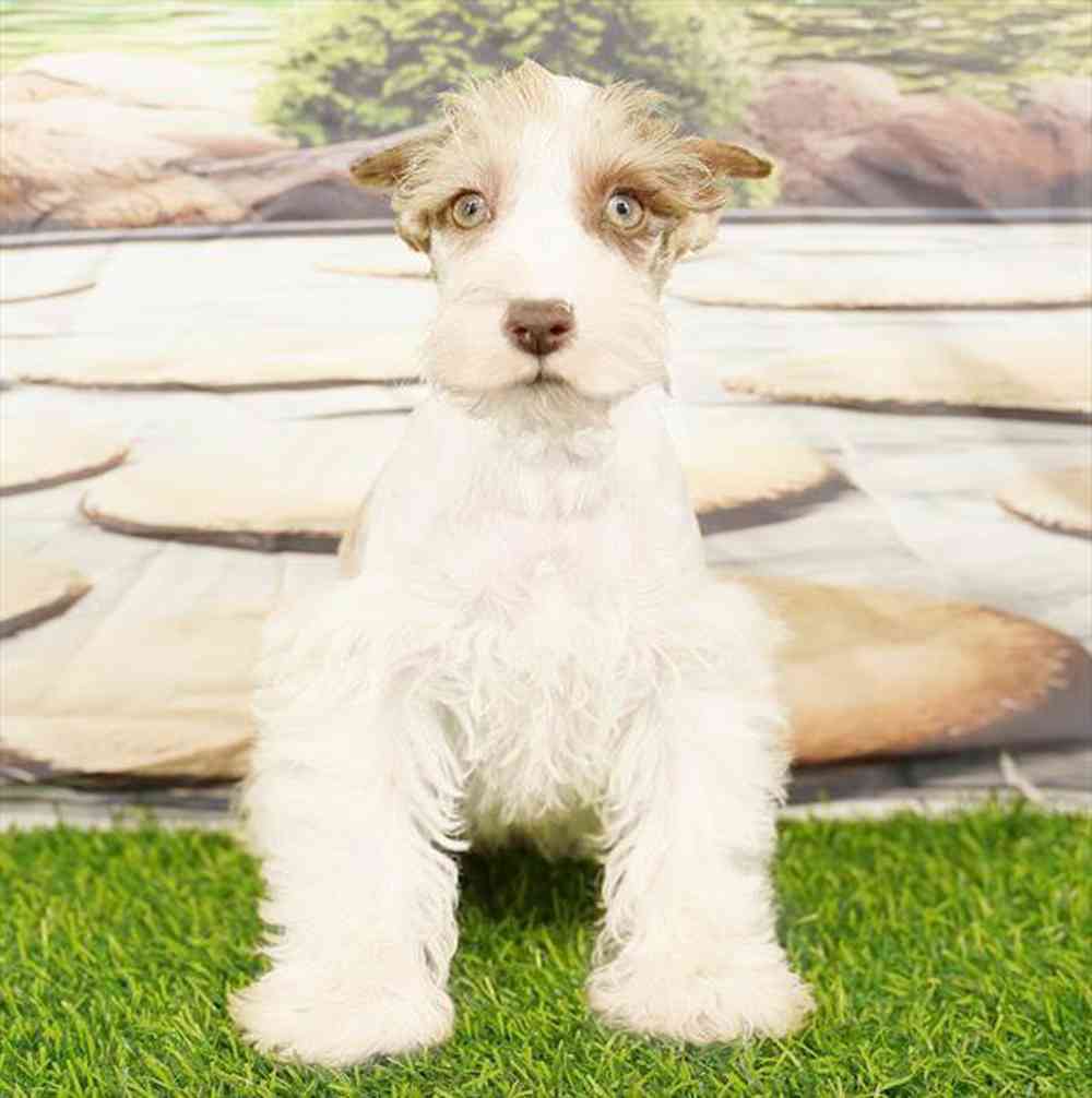 Image of a pet breed in the gallery