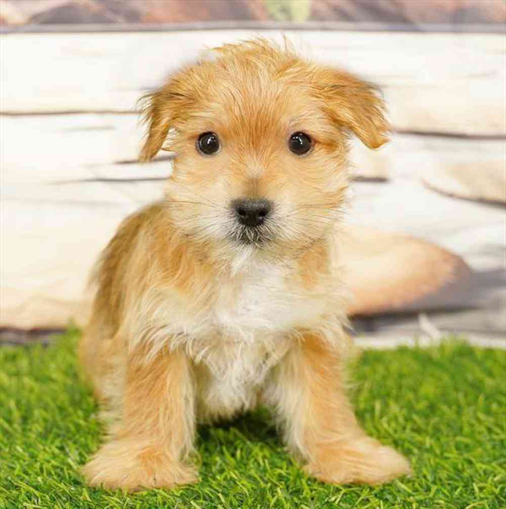 Image of a pet breed in the gallery