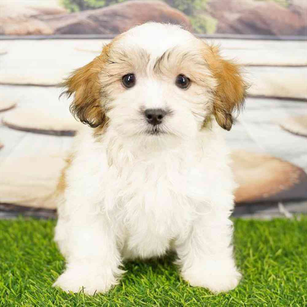 Image of a pet breed in the gallery