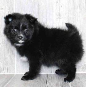 Pomeranian