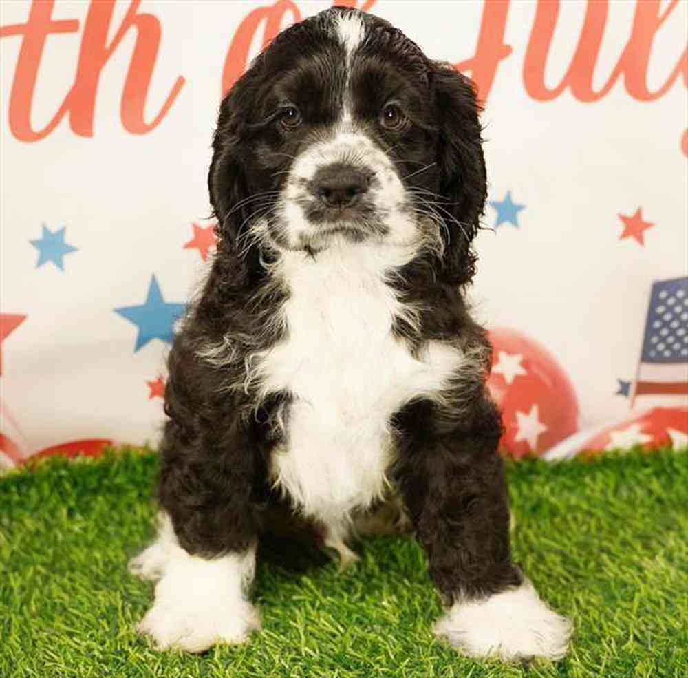 Image of a pet breed in the gallery
