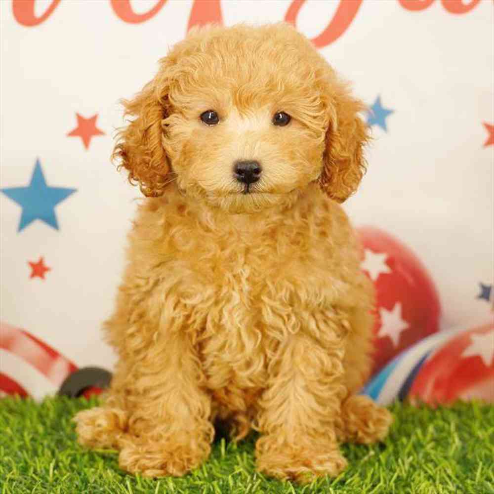 pet breed image