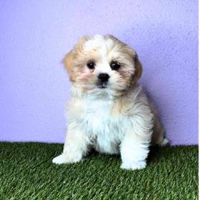Lhasa Apso