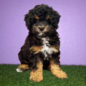Poodle