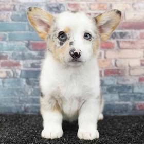 American Corgi