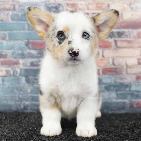 American Corgi